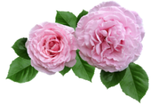 rose-2898362_960_720 
